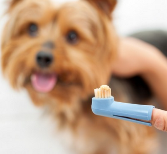 чистка зубов собаке